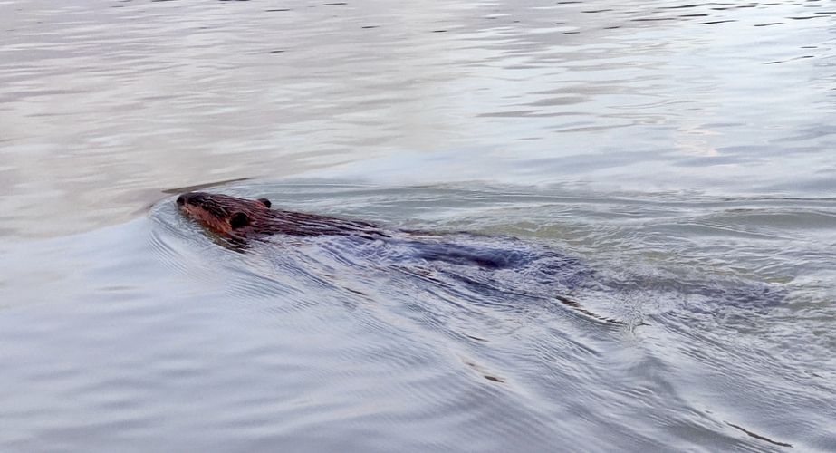 28 38 Canada 76 28 38 Canada 76